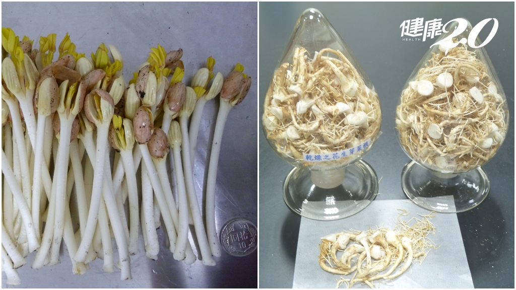 花生芽(左)、花生芽菜根(右)