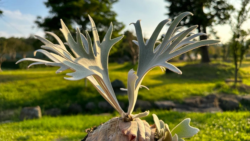 Search result thumbnail