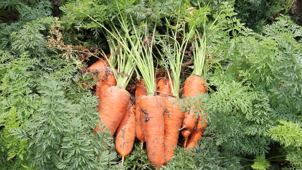 Search result thumbnail