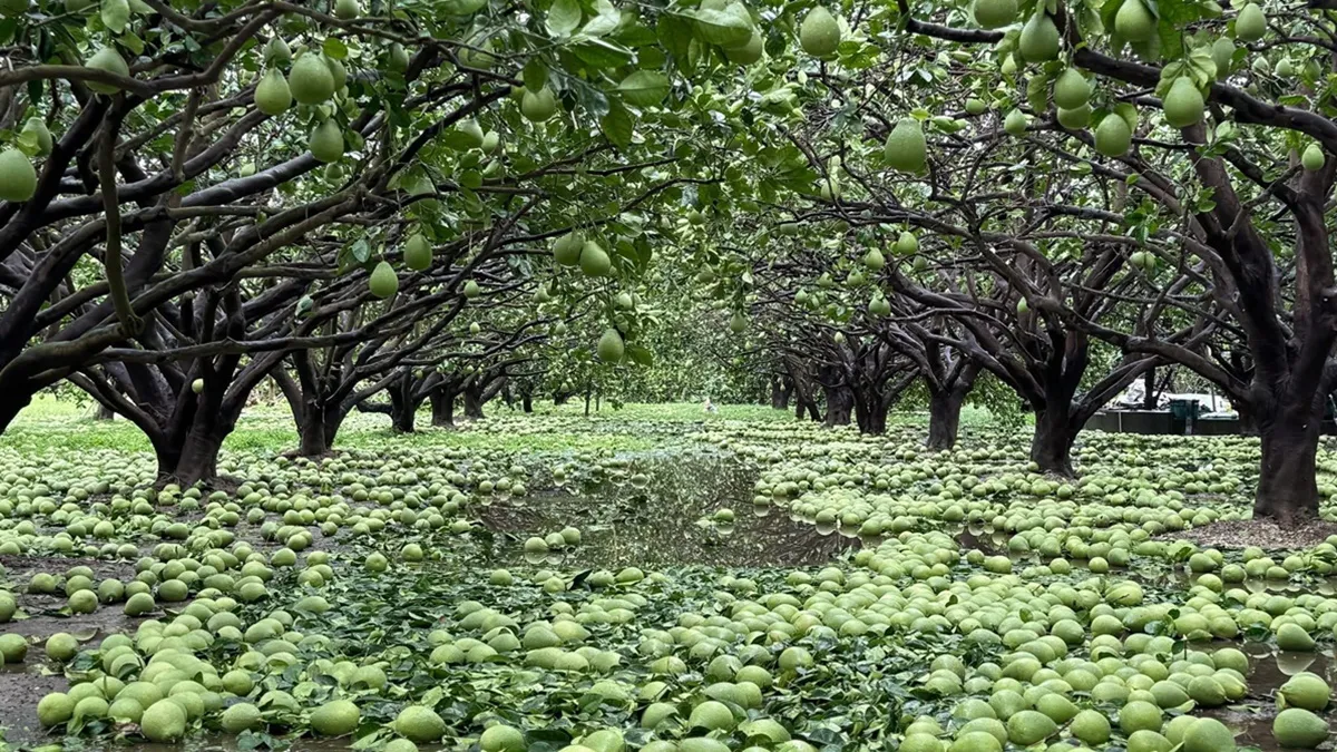 Search result thumbnail