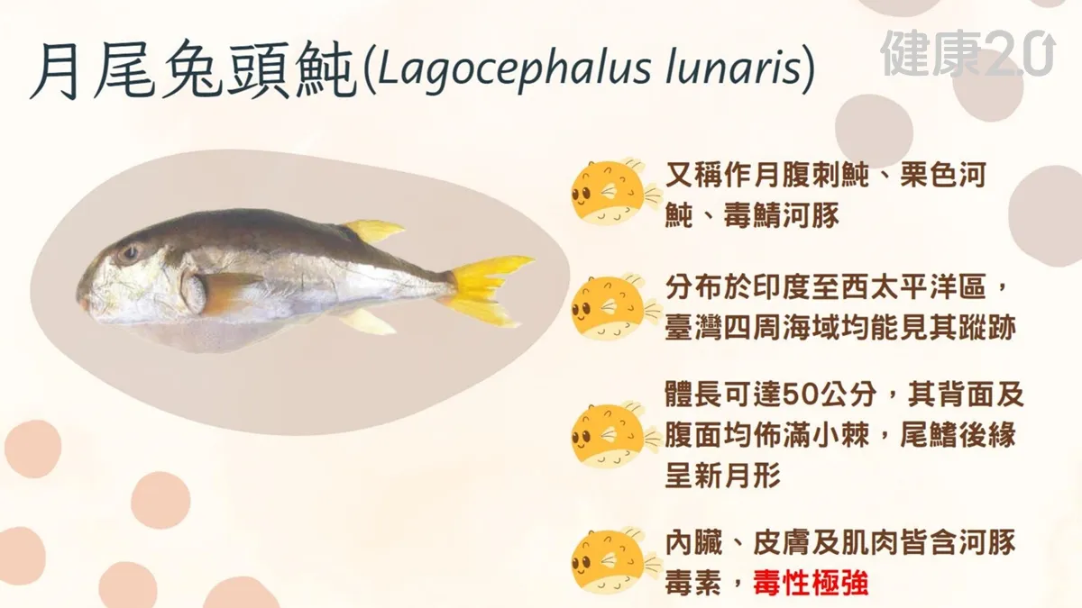 吃了就升天!醫:河豚最毒不在內臟 「這些部位」都有毒/nutrition/358025