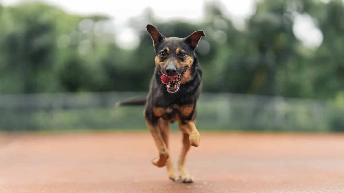 Search result thumbnail