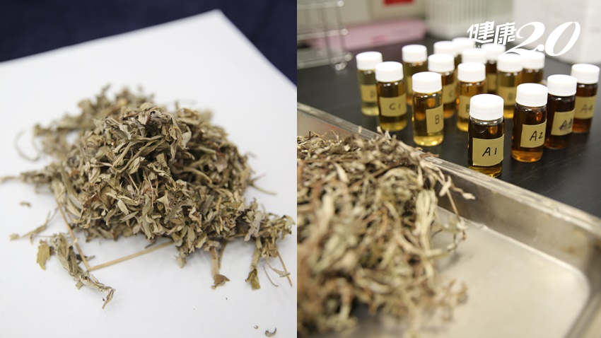 巴金森氏症治療最新研究！「艾草萃取物」可保護腦神經細胞 減緩神經退化、老化/medical/333617