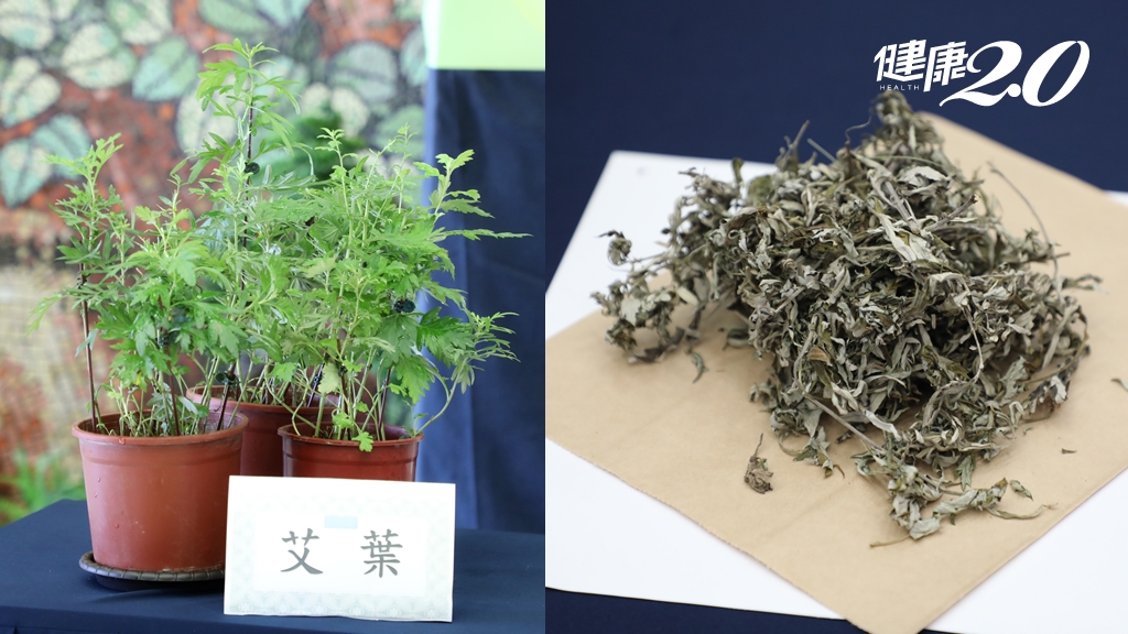 「艾草水萃取物」可抗老化！可望治療心臟衰竭、肌無力、阿茲海默症